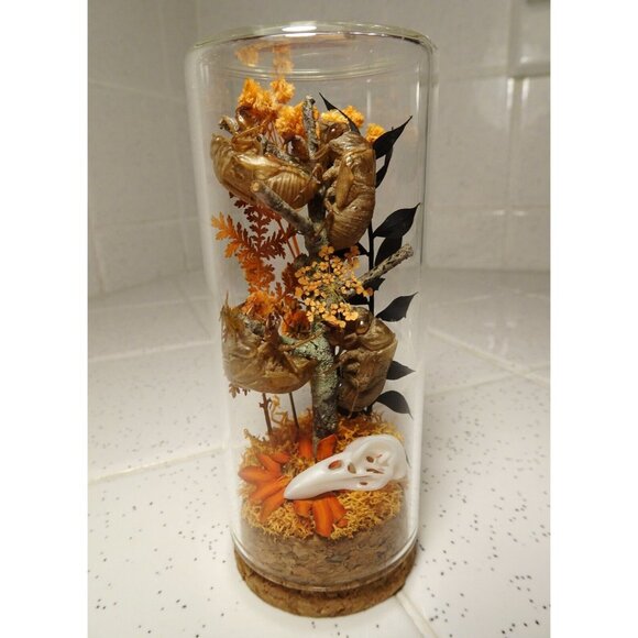 Cicada Skins Autumn Flowers Nature Art Oddity Jar mini Raven Skull goth witchy - Picture 3 of 16